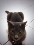 Mico Mi - Persian Cat
