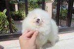 Tw Imported White Pomeranian Mka - Pomeranian Dog