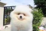 Tw Imported White Pomeranian Mka - Pomeranian Dog