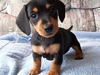 Quality Mini Daschund Puppy - Dachshund Dog