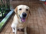 Labrador -mix - Labrador Retriever Dog