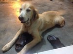 PF51661 - Golden Retriever Dog