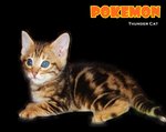 Pokemon (Golden Brown Marble) - Bengal Cat