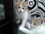 Kitten For Adoption. - Domestic Long Hair Cat