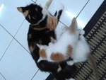 Kitten For Adoption. - Domestic Long Hair Cat
