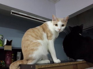 Milo (Please Read Description) - Domestic Short Hair Cat