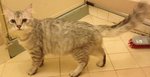 Ciko Persian - Persian Cat