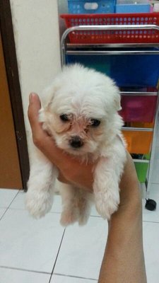 Maltese Puppies - Maltese Dog