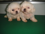 Special White Shih Tzu - Shih Tzu Dog