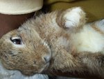 Caramel - Bunny Rabbit Rabbit