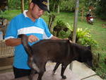 Ah Dummp (Mean Black In Thai) - Rhodesian Ridgeback Dog