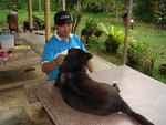 Ah Dummp (Mean Black In Thai) - Rhodesian Ridgeback Dog
