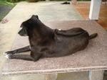 Ah Dummp (Mean Black In Thai) - Rhodesian Ridgeback Dog