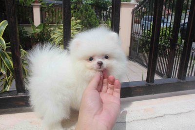 Tw Imported White Pom With Mka - Pomeranian Dog