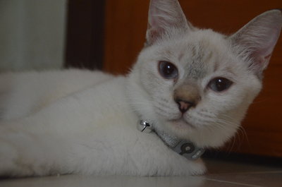 Snowy - Domestic Short Hair + Siamese Cat