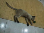 Coco Madut - Siamese + Tonkinese Cat
