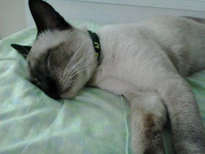 Coco Madut - Siamese + Tonkinese Cat