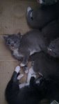 5 Adorably Cute Kittens - Domestic Medium Hair Cat