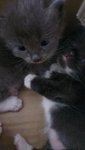 5 Adorably Cute Kittens - Domestic Medium Hair Cat