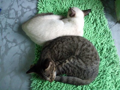 Putih &amp; Belang - Domestic Short Hair Cat