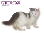 Kuih Moci - Ragamuffin Cat