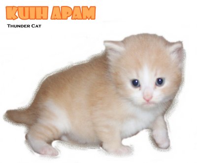 Kuih Apam - Ragamuffin Cat