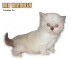 Mi Rebus - Ragdoll Cat