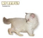 Mi Rebus - Ragdoll Cat