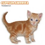 Captain America - American Shorthair Cat