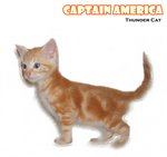 Captain America - American Shorthair Cat