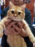 Nemo (Sold Out) - Persian + Maine Coon Cat