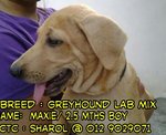 Max - Greyhound + Labrador Retriever Dog