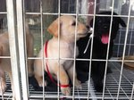 3 Pretty Puppies - Mixed Breed Dog
