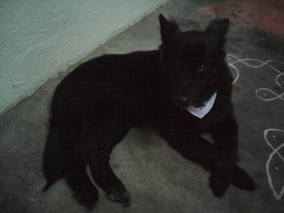Blackie - Mixed Breed Dog