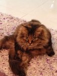 Dede - Persian Cat