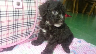 Brown Chocolate Tiny Poodle Female - Poodle Dog