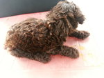 Brown Chocolate Tiny Poodle Female - Poodle Dog