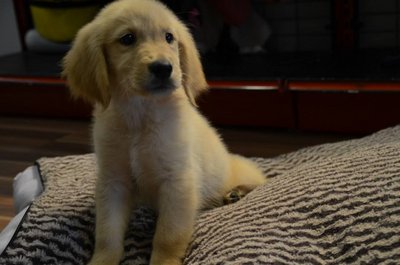 Golden Retriever - Father Imported - Golden Retriever Dog