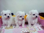 Maltese - Taiwan Small Size Type - Maltese Dog