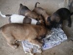 Taiping Pups Need A Home - Mixed Breed Dog