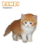 Bambi - Persian Cat