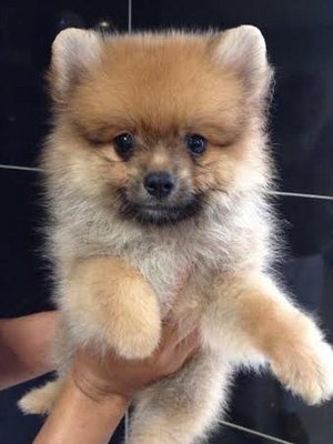 Pomeranian - Super Cute With Mka - Pomeranian Dog