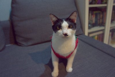 Kitler Vaughn Moon - Domestic Short Hair Cat
