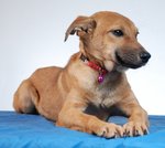 Lina - A Sweetheart - Mixed Breed Dog