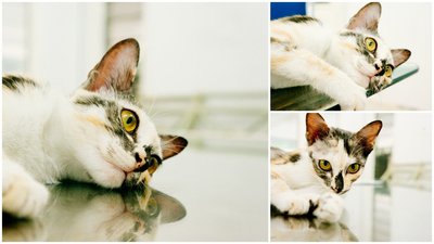 Ocelot - Domestic Short Hair Cat
