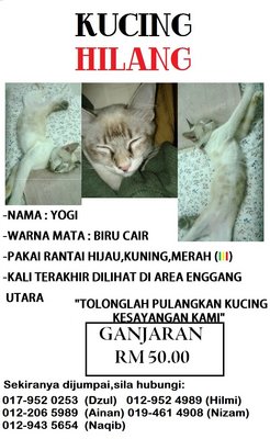 Yogi - Balinese Cat