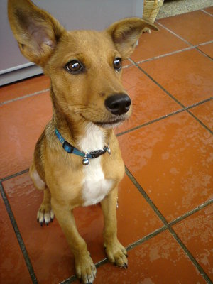 Chester Boy - Mixed Breed Dog