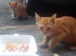 Roksana And Her Kittens - Calico Cat
