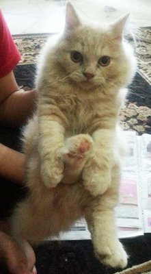 Nonet - Persian Cat
