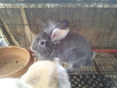 PF53821 - Bunny Rabbit Rabbit
